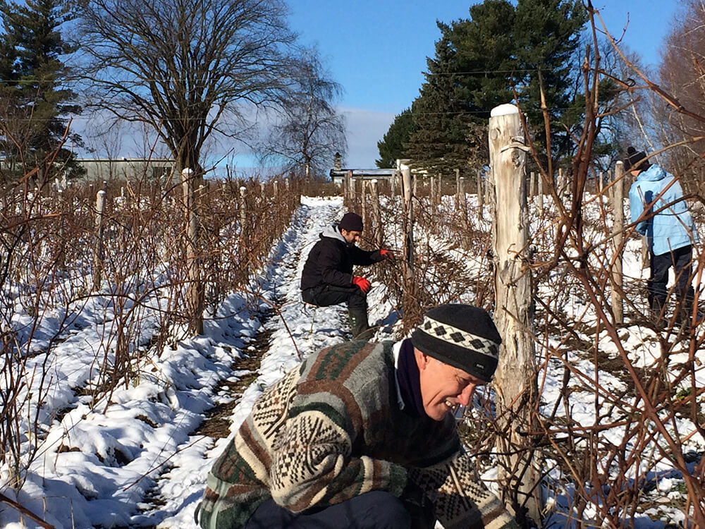 Vins du Québec | Hommes taillant des vignes en hiver dans un champ enneigé