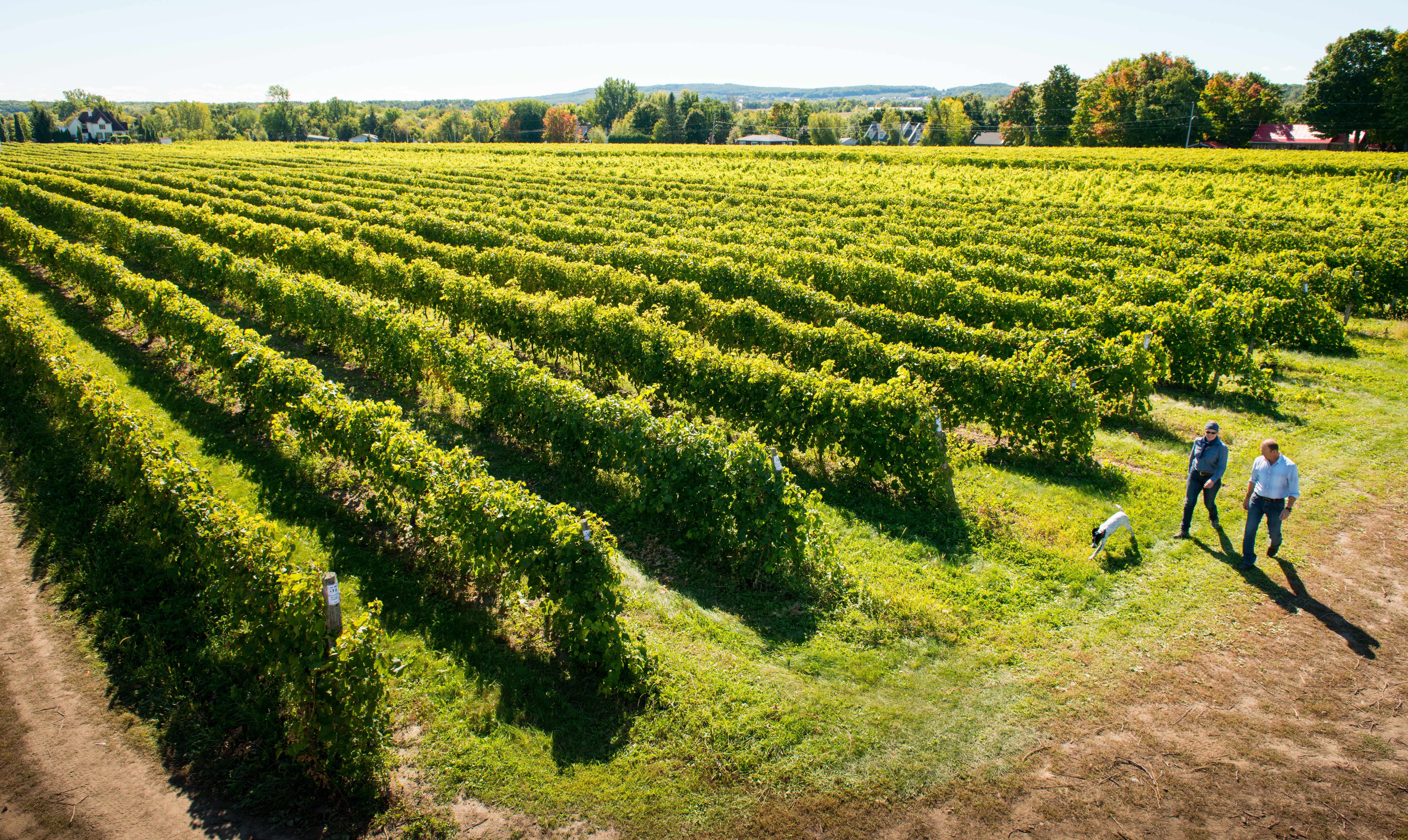 Vignoble Rivière du Chêne 9 Vignoble Rivière du Chêne 9